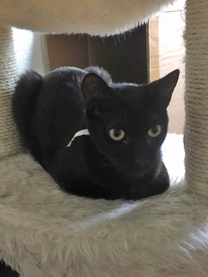 Hannah, a Adoptable Domestic Short Hair in Tustin, CA image 2/8