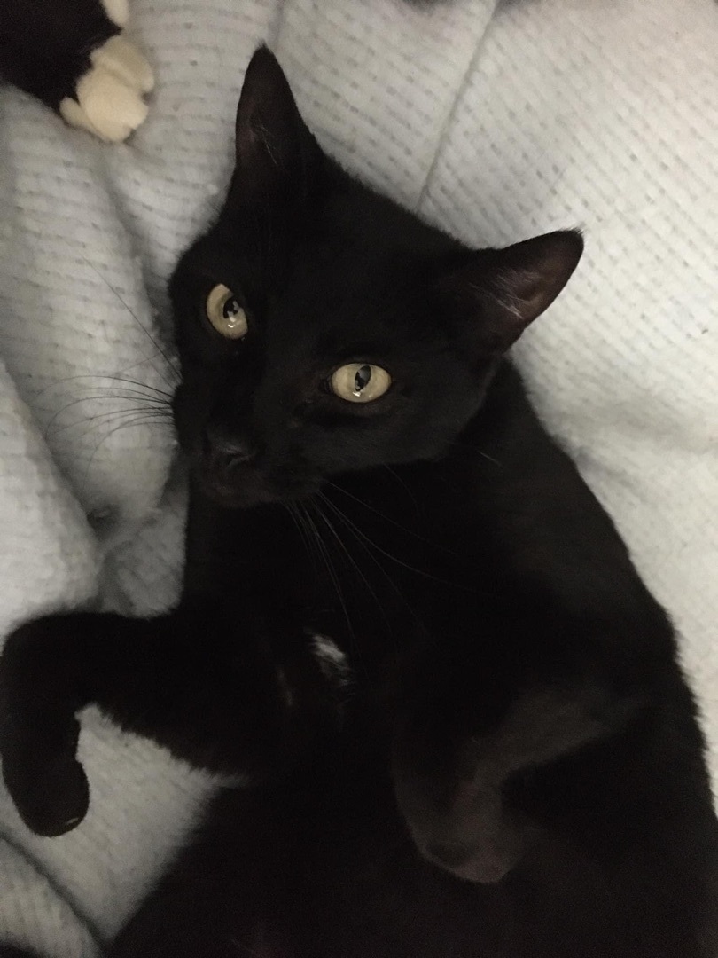 Hannah, a Adoptable Domestic Short Hair in Tustin, CA image 3/8