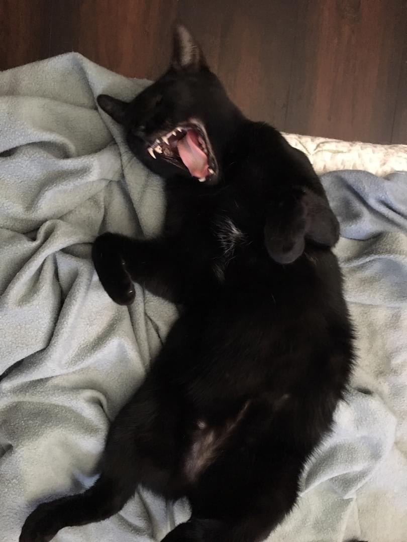 Hannah, a Adoptable Domestic Short Hair in Tustin, CA image 4/8