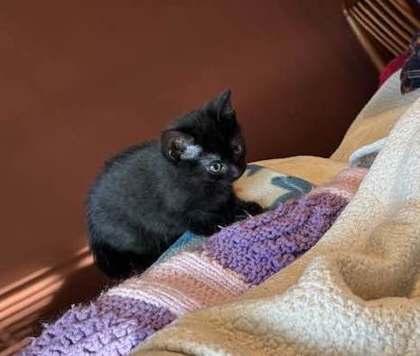 Enlarge Scat Cat, a Adoptable mixed breed in Hobart, IN image 1/1