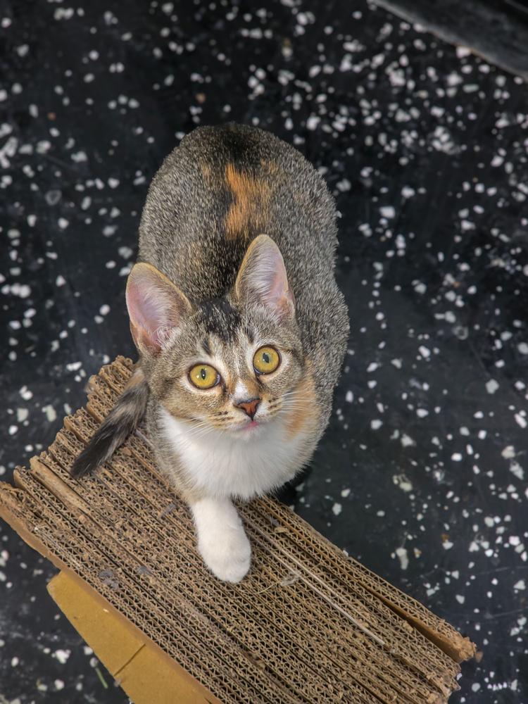 Echo, Adoptable, Kitten Female Domestic Short Hair.