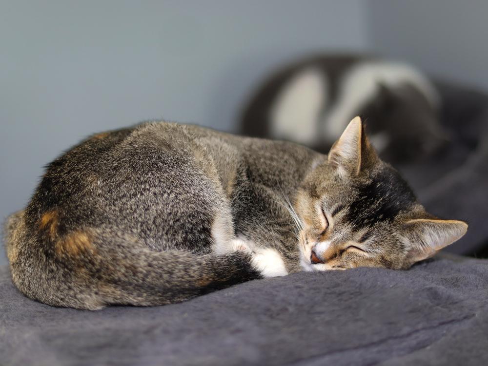 Enlarge Echo, a Adoptable Domestic Short Hair in Lewisburg, TN image 2/3
