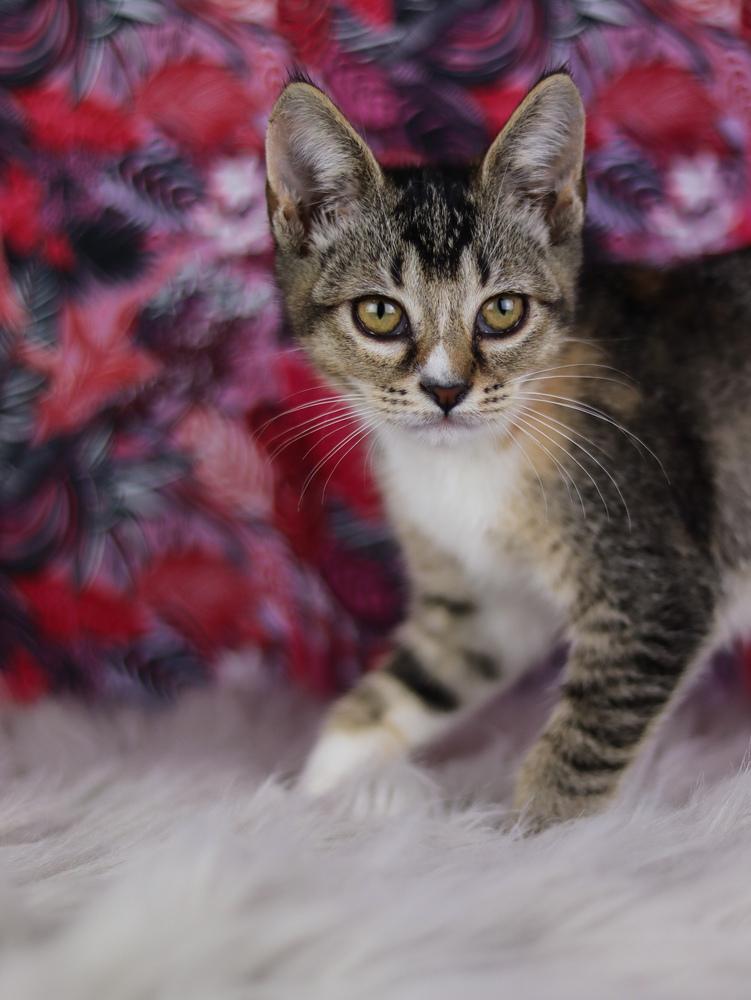 Enlarge Echo, a Adoptable Domestic Short Hair in Lewisburg, TN image 3/3