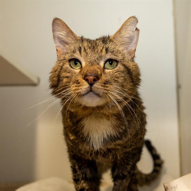 Enlarge TIGER, a Adoptable Domestic Long Hair in Methuen, MA image 1/1