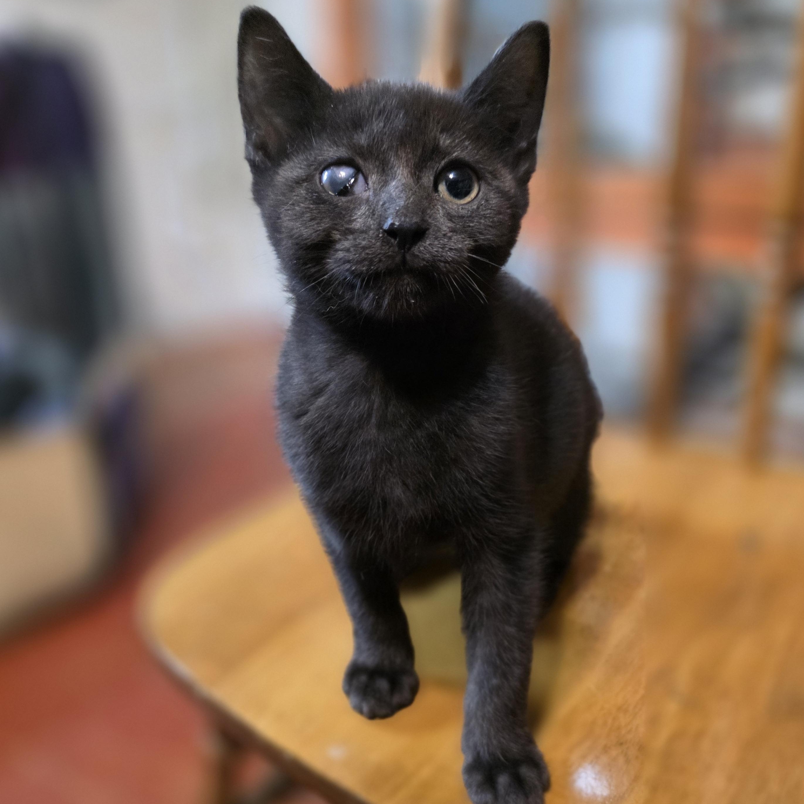 Emmett, Adoptable, Kitten Male Domestic Short Hair.