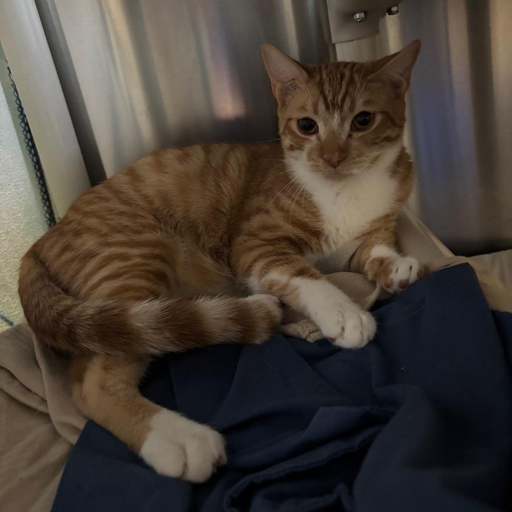 Enlarge Cheetos, a Adoptable Domestic Short Hair in Riverside, CA image 1/6