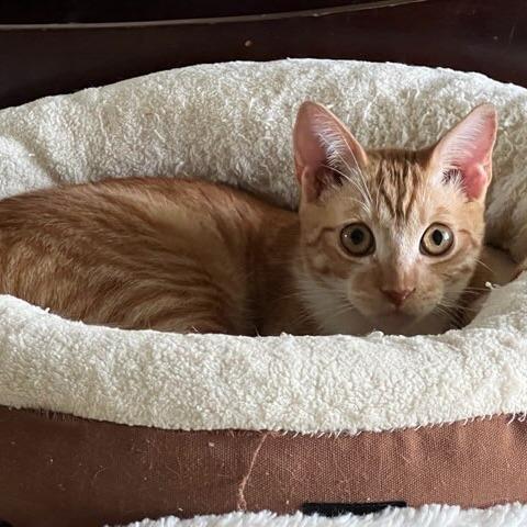 Enlarge Cheetos, a Adoptable Domestic Short Hair in Riverside, CA image 5/6