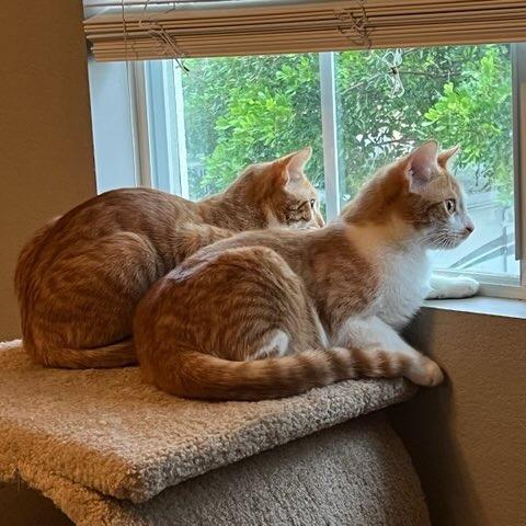 Enlarge Cheetos, a Adoptable Domestic Short Hair in Riverside, CA image 6/6