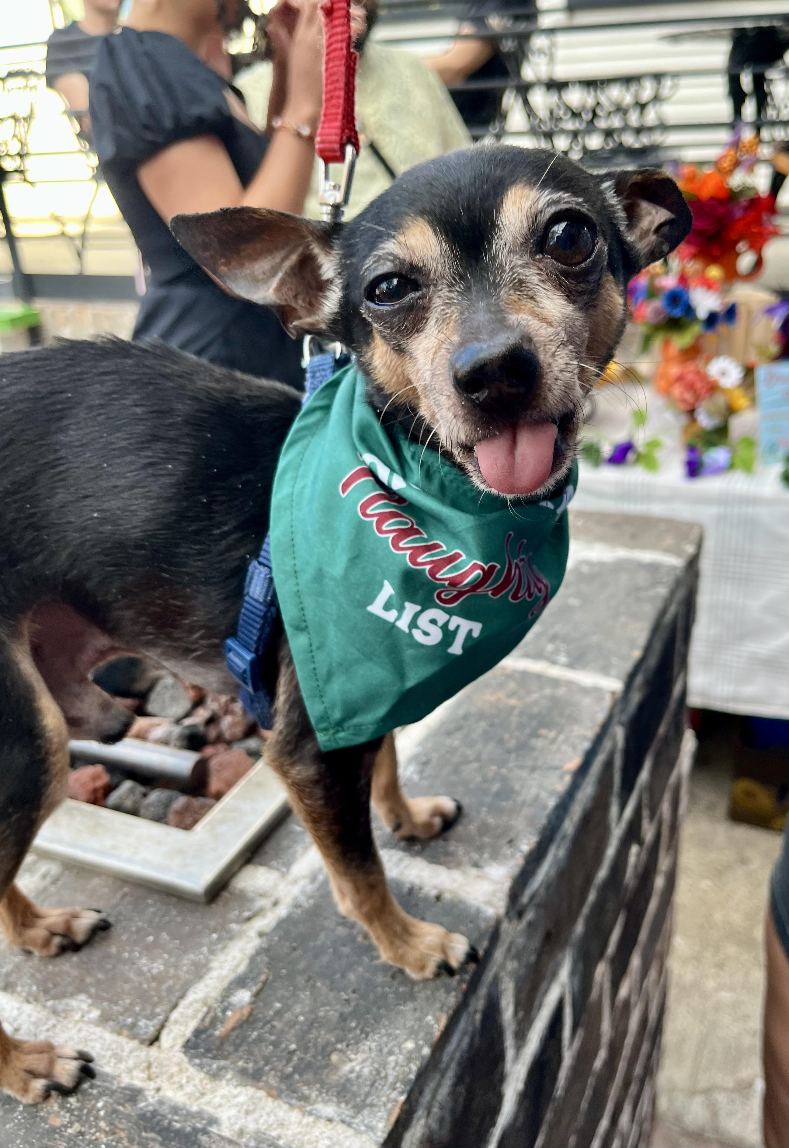 Giovanni, Adoptable, Senior Male Chihuahua.