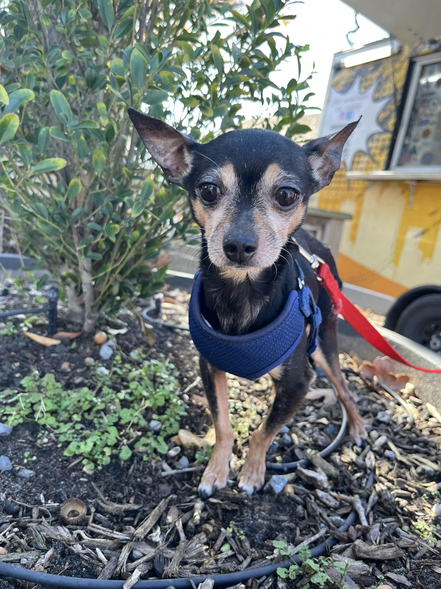 Enlarge Giovanni, a Adoptable Chihuahua in Houston, TX image 2/6