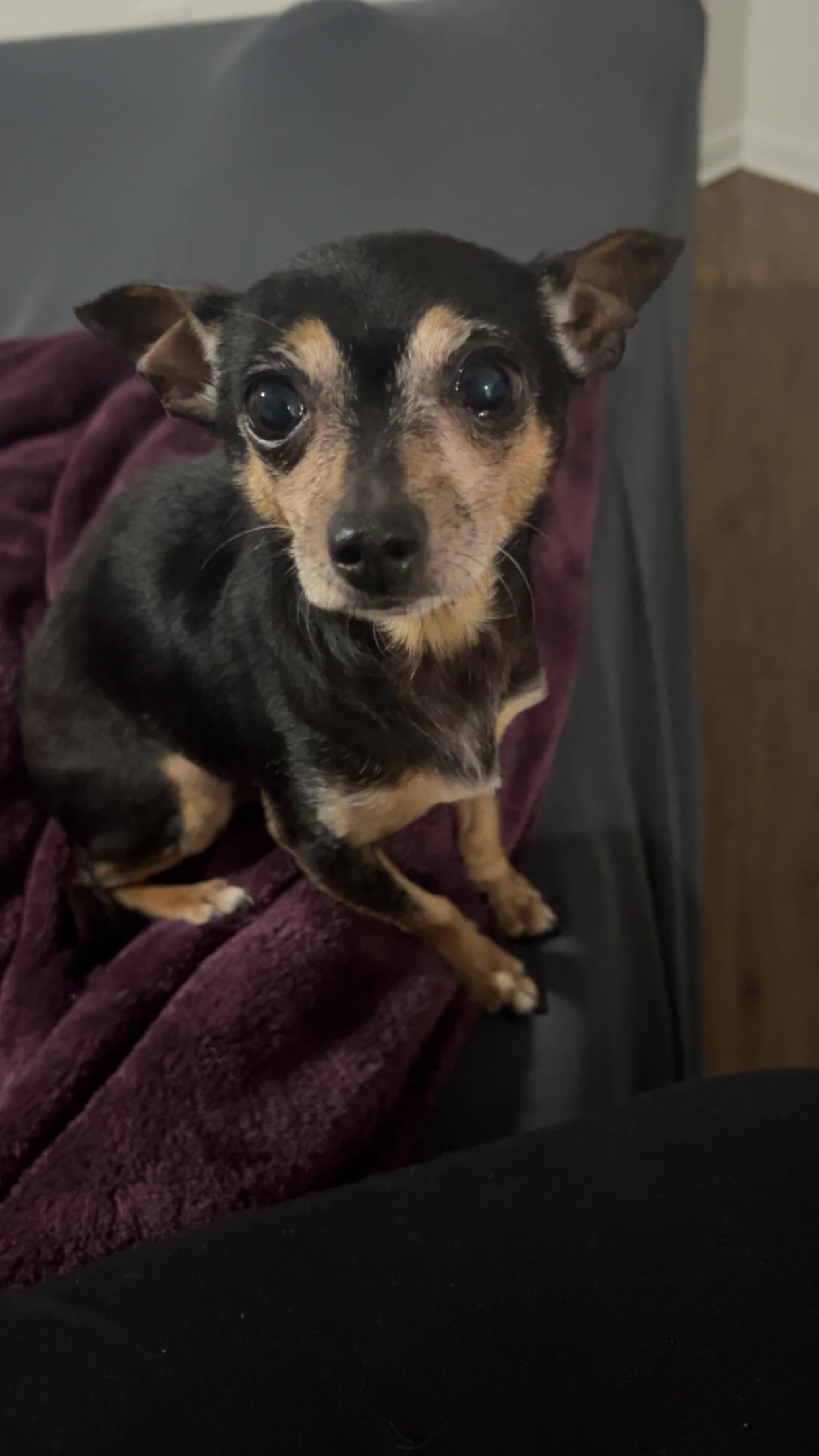 Enlarge Giovanni, a Adoptable Chihuahua in Houston, TX image 2/6