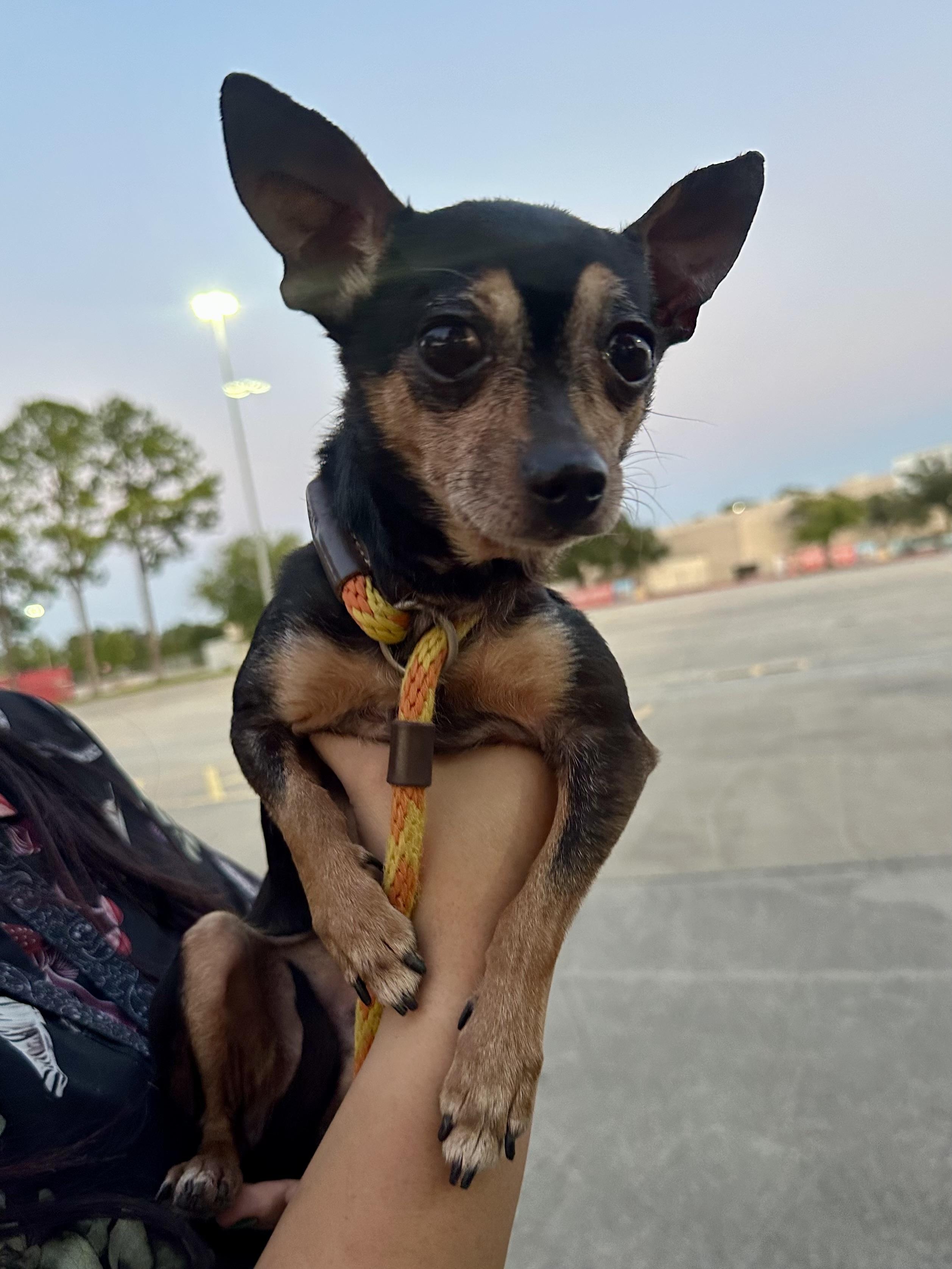 Enlarge Giovanni, a Adoptable Chihuahua in Houston, TX image 3/6