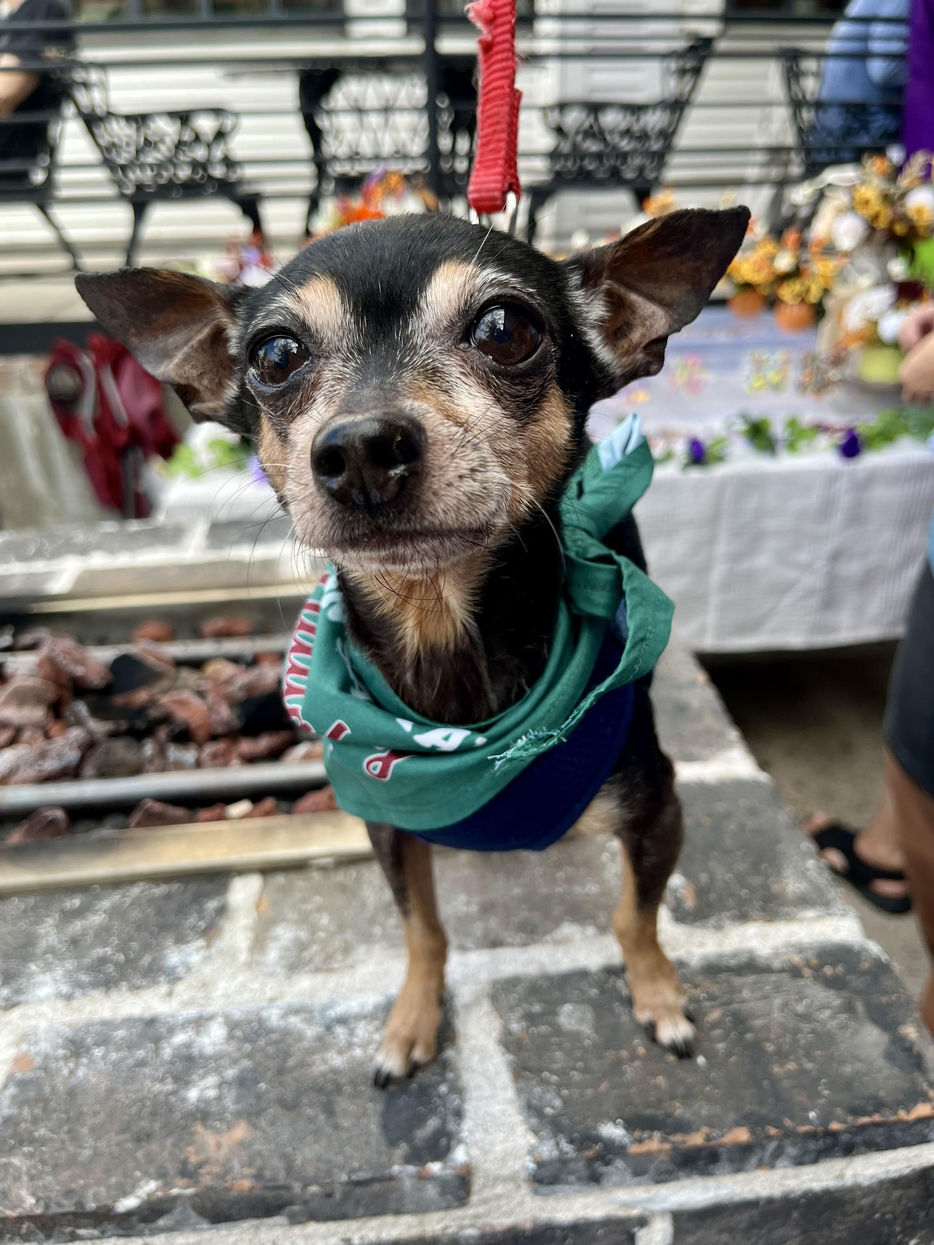 Giovanni, Adoptable, Senior Male Chihuahua.