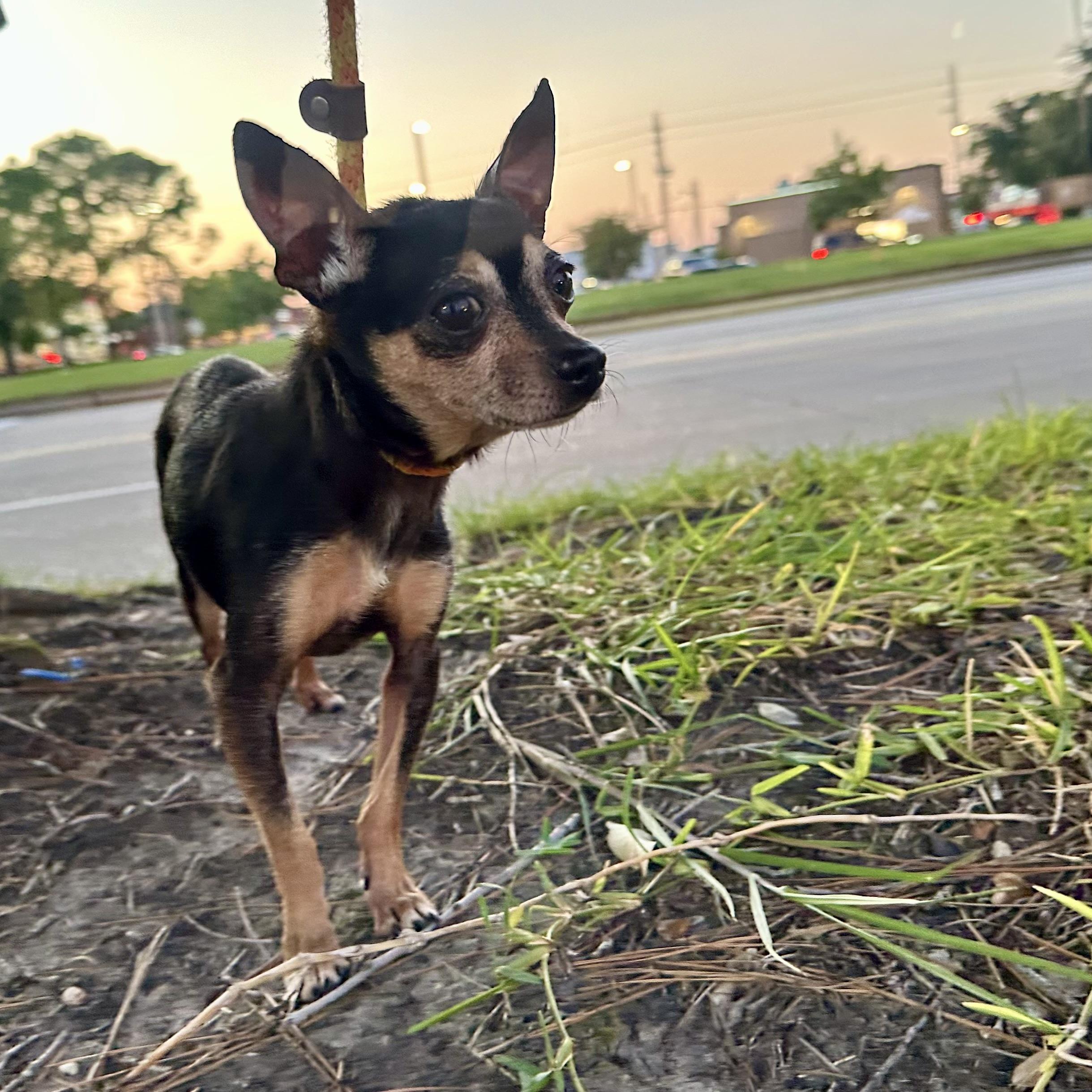 Enlarge Giovanni, a Adoptable Chihuahua in Houston, TX image 6/6