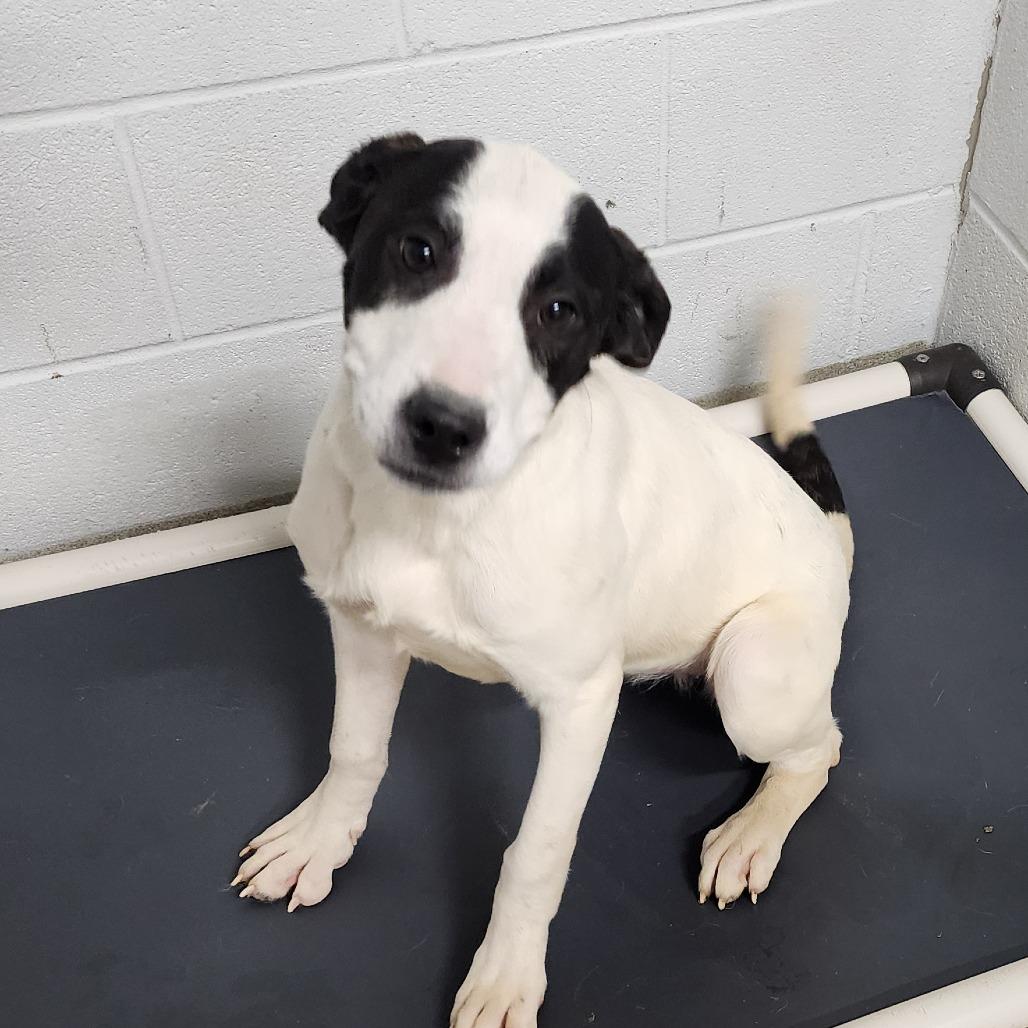 Griffey, adopted, Young Male Great Dane.