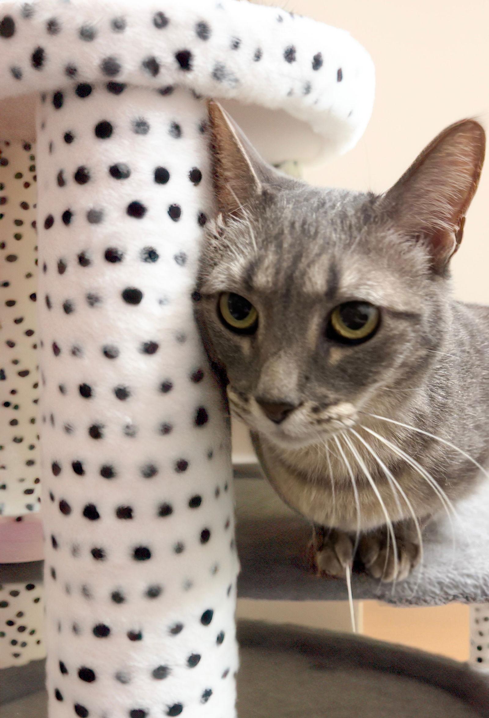 Tinder, Adoptable, Adult Female Tabby.