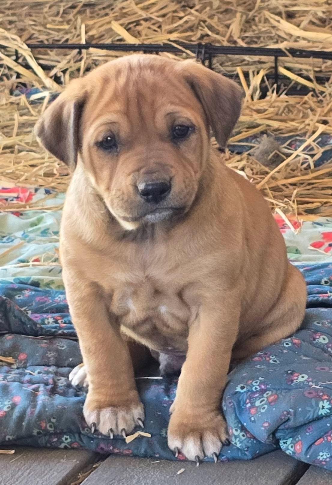 Enlarge Gummy Bear, an adopted mixed breed in Southington, CT image 1/5