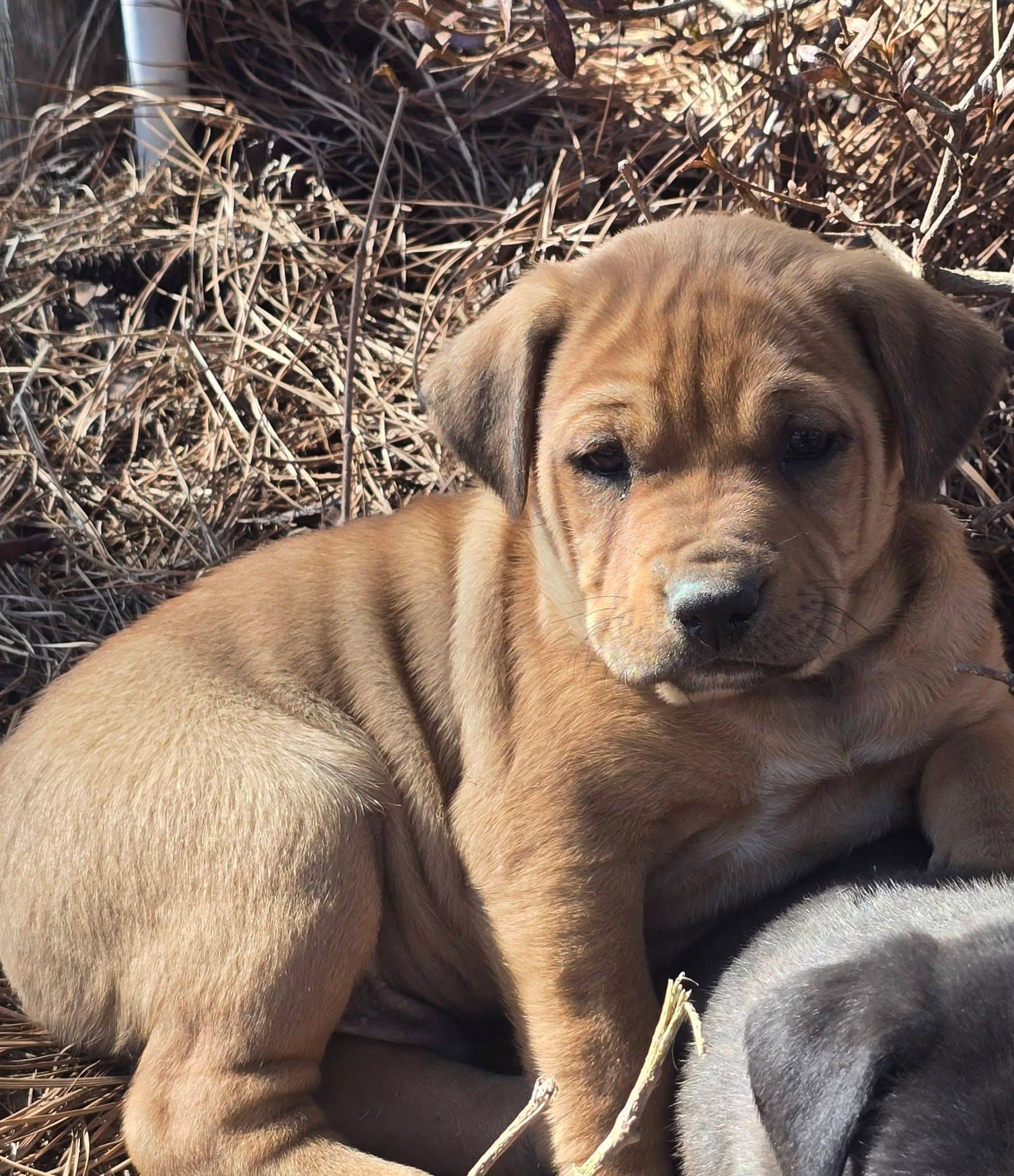 Enlarge Gummy Bear, an adopted mixed breed in Southington, CT image 3/5