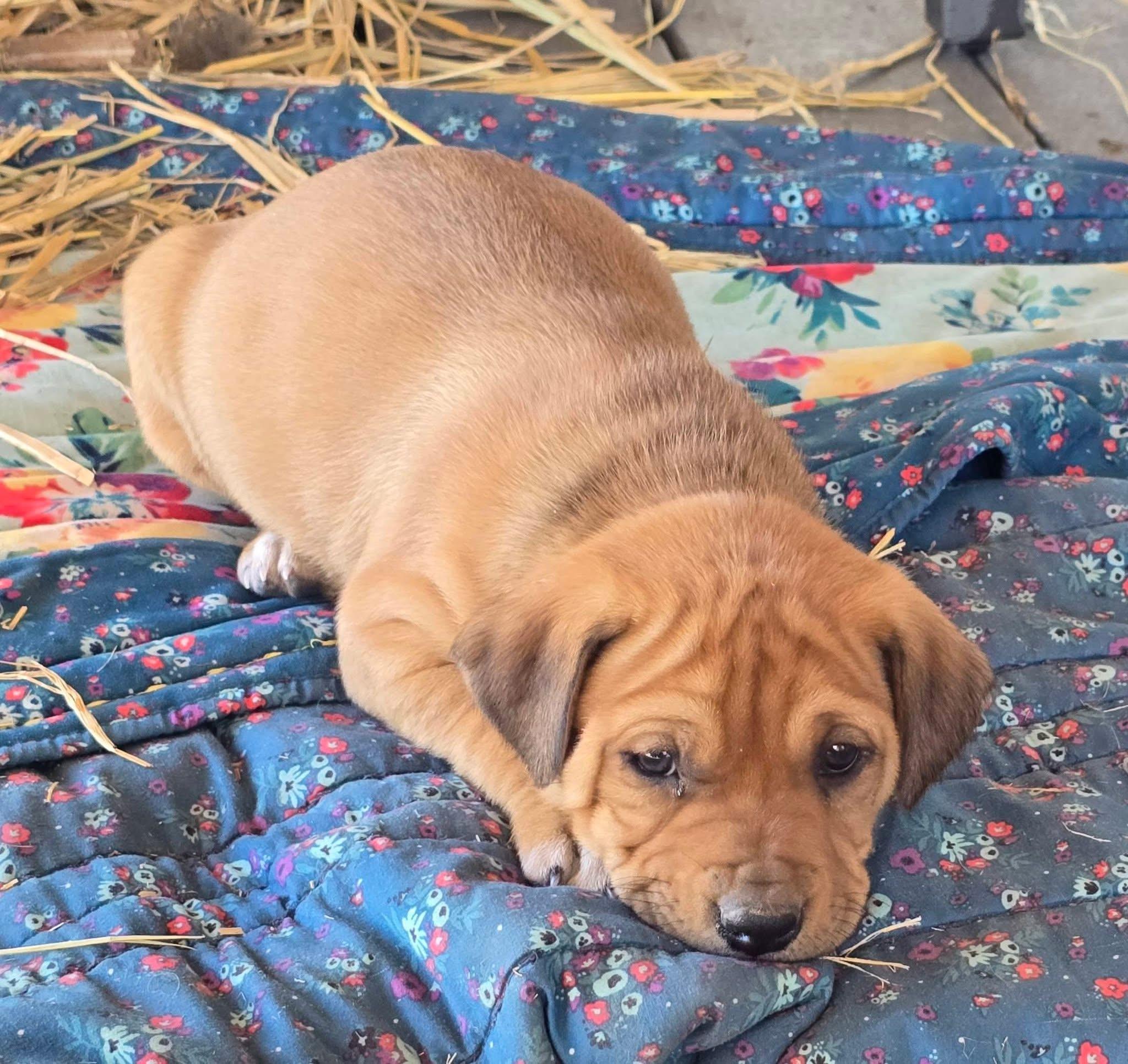 Enlarge Gummy Bear, an adopted mixed breed in Southington, CT image 4/5