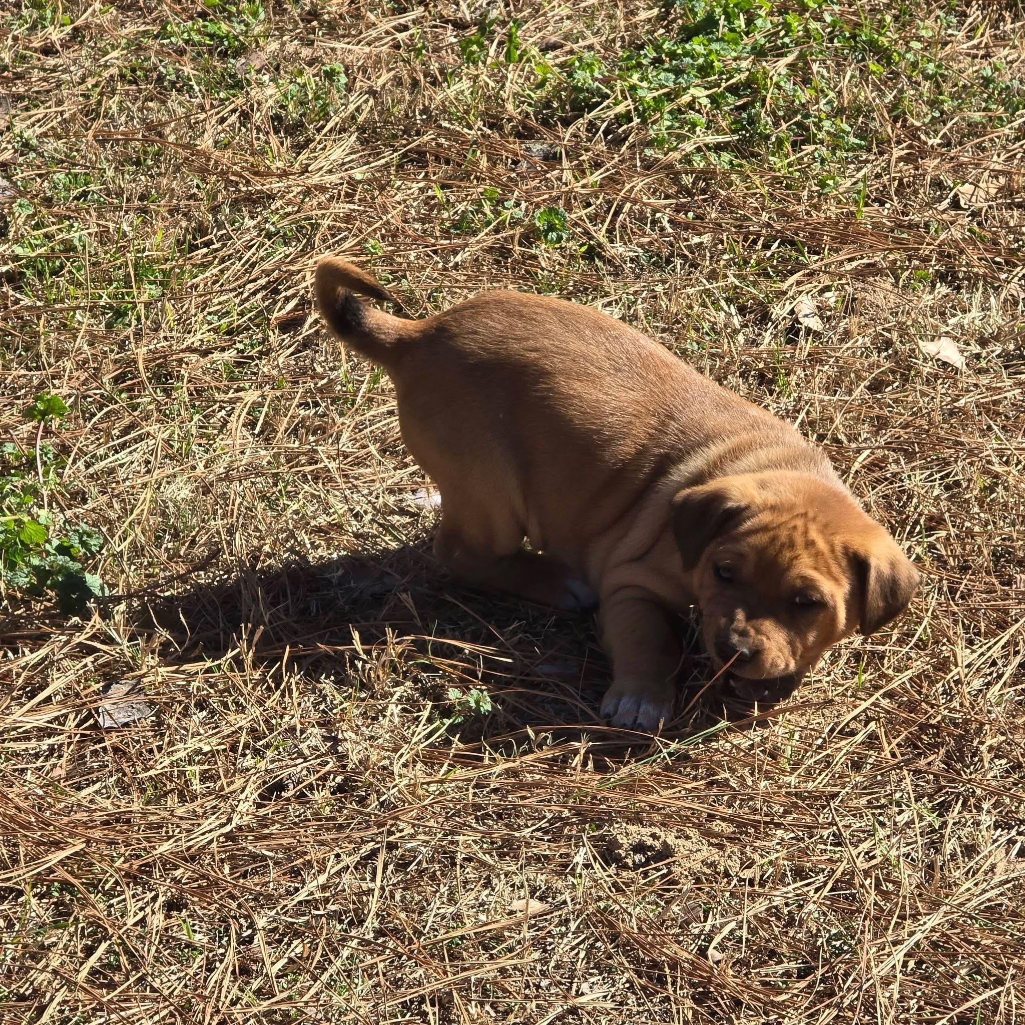 Enlarge Gummy Bear, an adopted mixed breed in Southington, CT image 2/5
