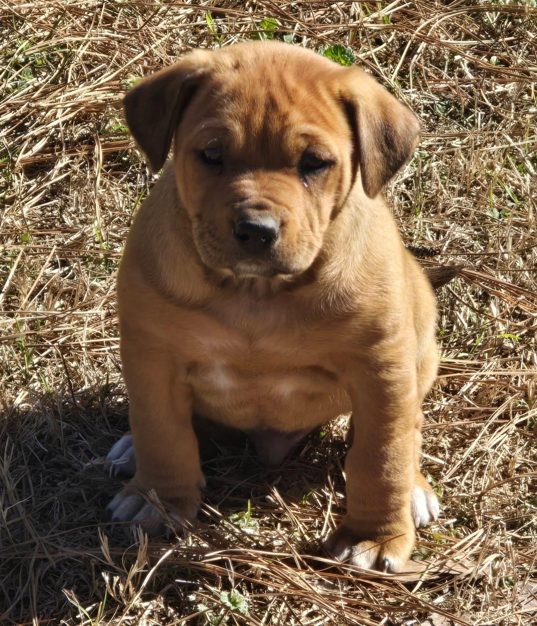Enlarge Gummy Bear, an adopted mixed breed in Southington, CT image 5/5