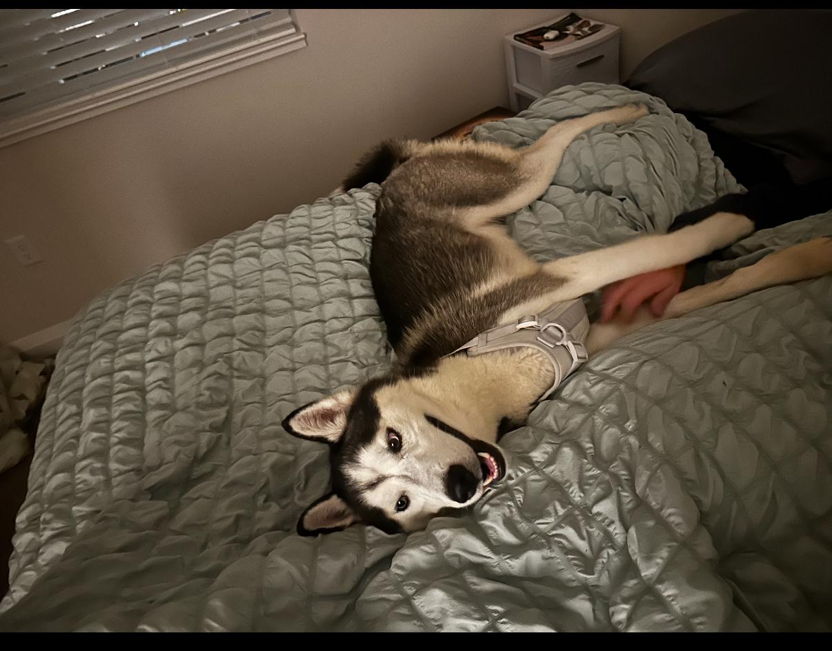 Koda 4, Adopted, Adult Male Siberian Husky.