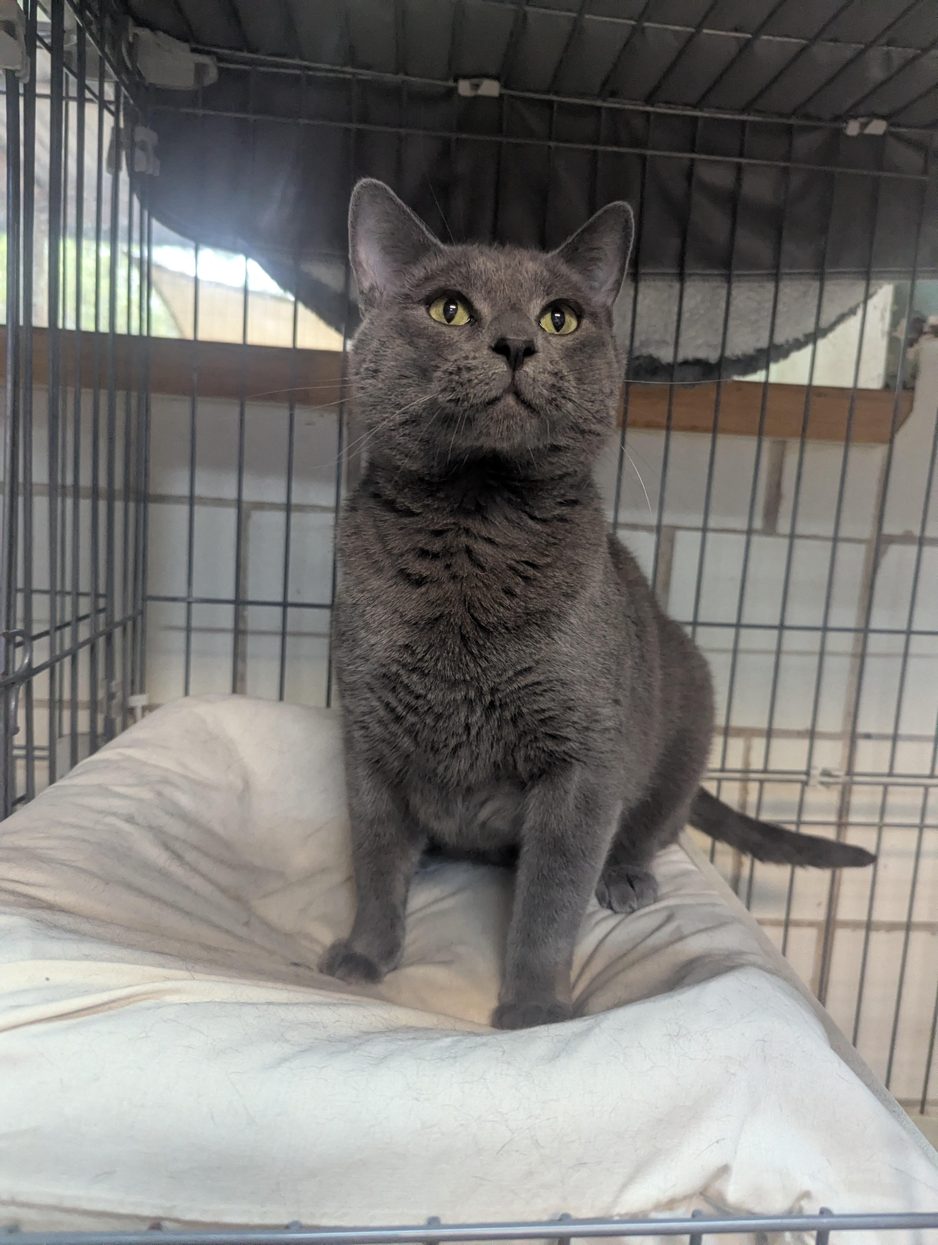 Enlarge Greyson, an adopted Russian Blue in Lago Vista, TX image 2/5