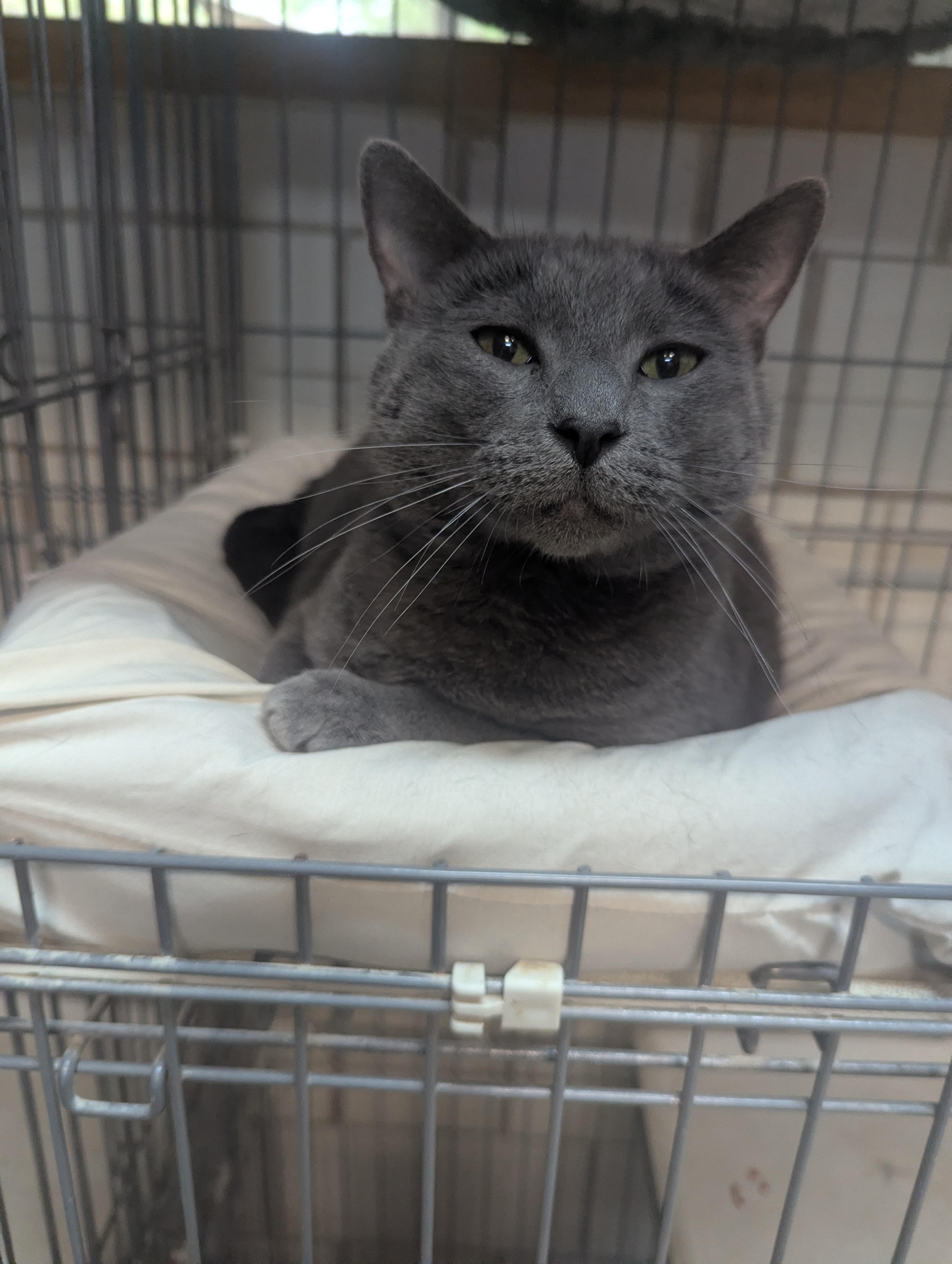 Enlarge Greyson, an adopted Russian Blue in Lago Vista, TX image 3/5
