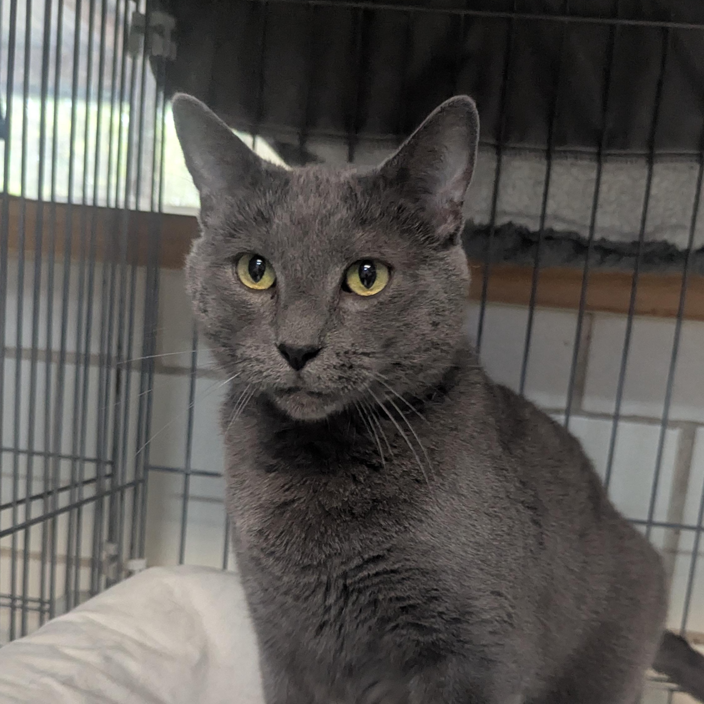 Enlarge Greyson, an adopted Russian Blue in Lago Vista, TX image 1/5