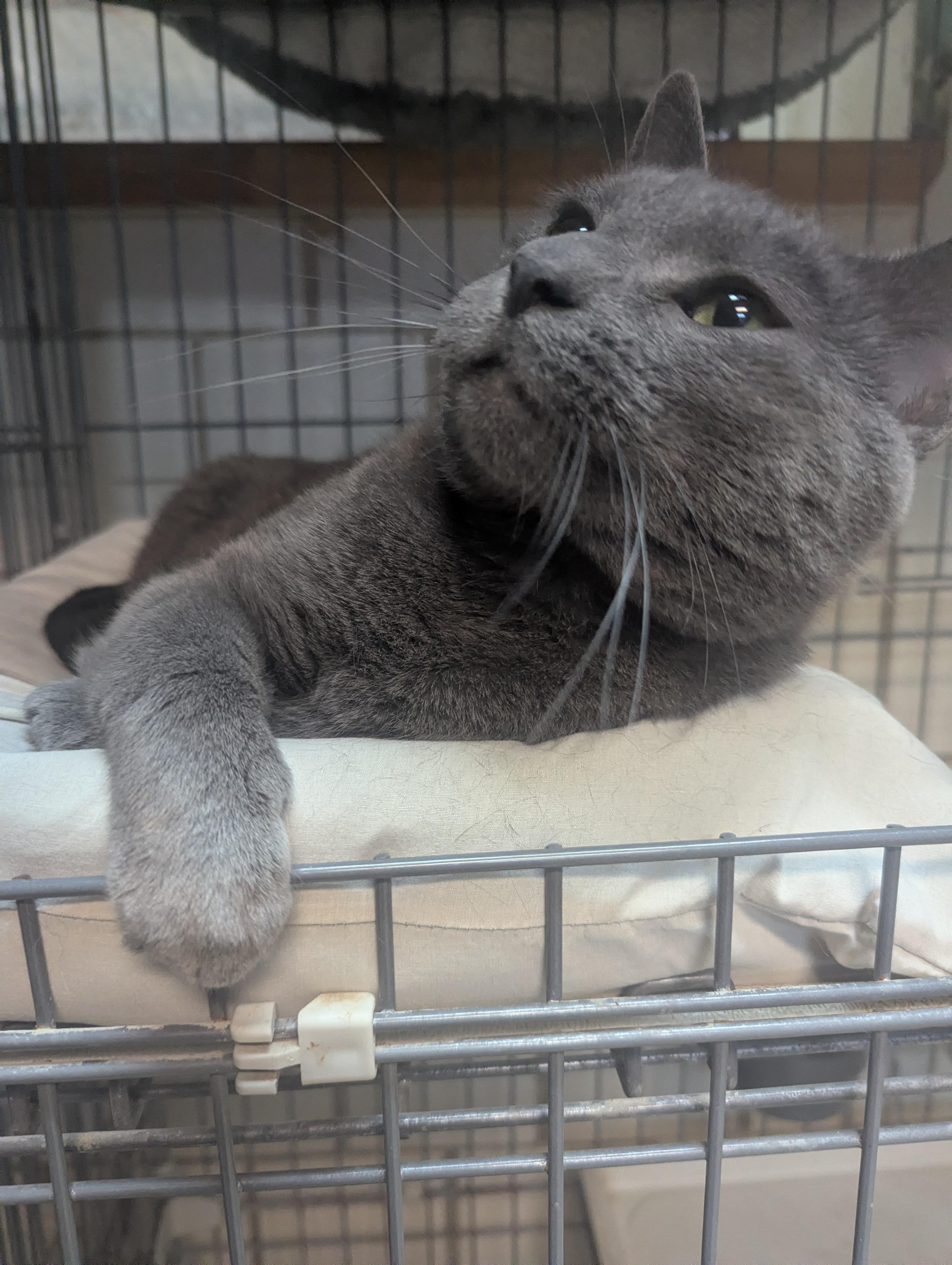 Enlarge Greyson, an adopted Russian Blue in Lago Vista, TX image 4/5