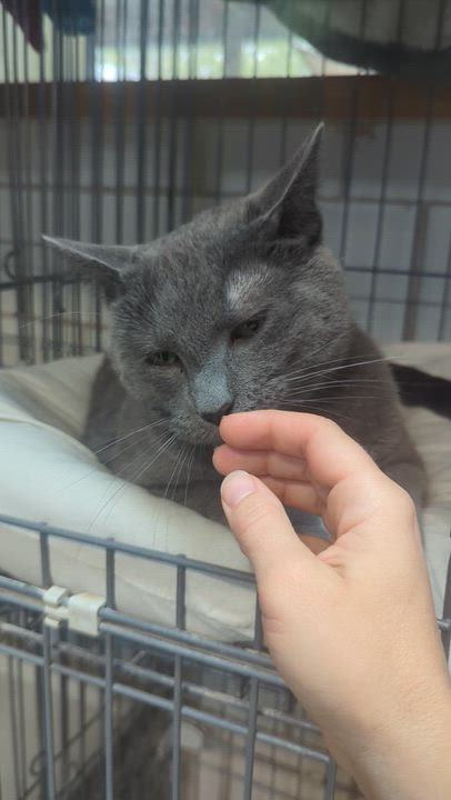 Enlarge Greyson, an adopted Russian Blue in Lago Vista, TX video 5/5