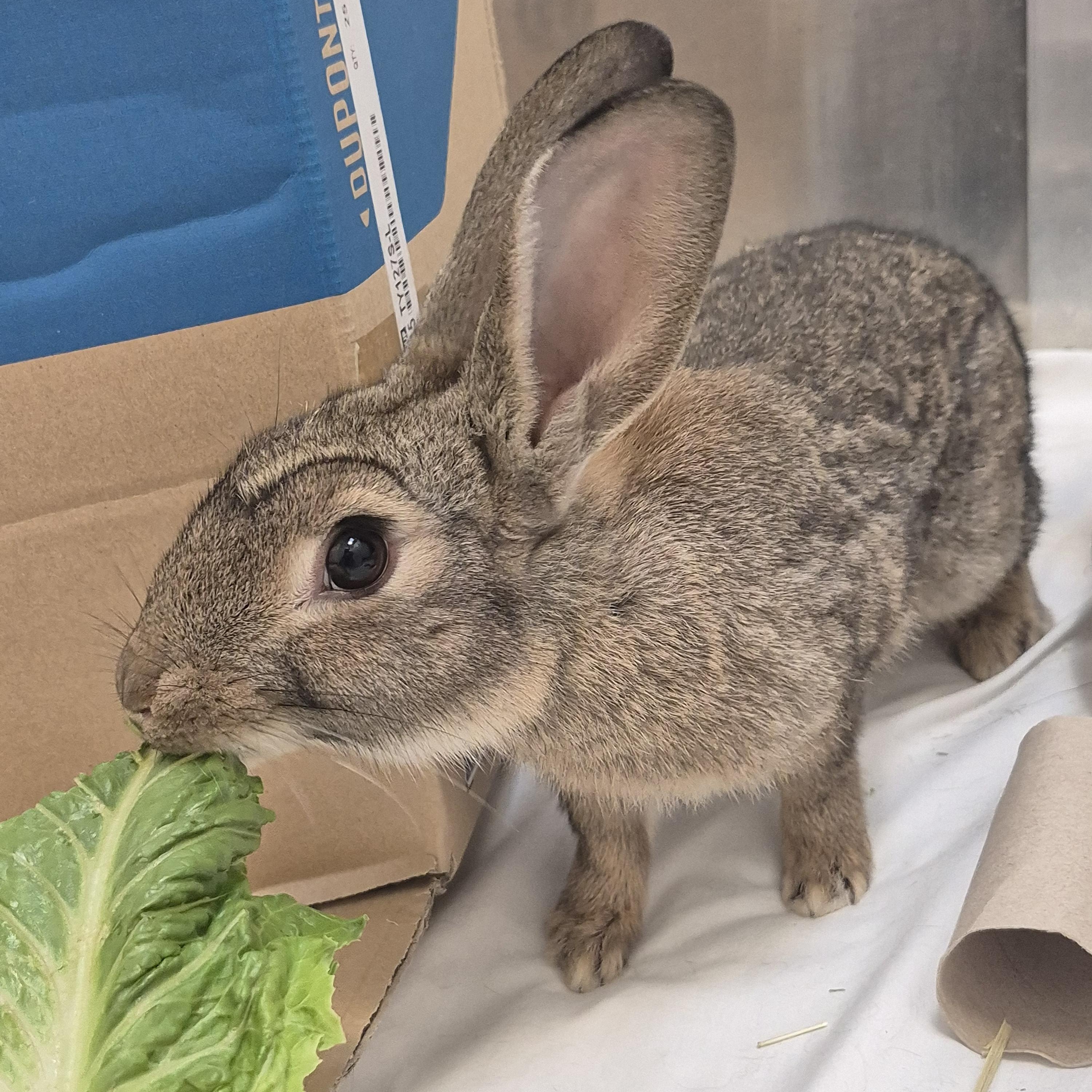Kiwi, Baby Male American