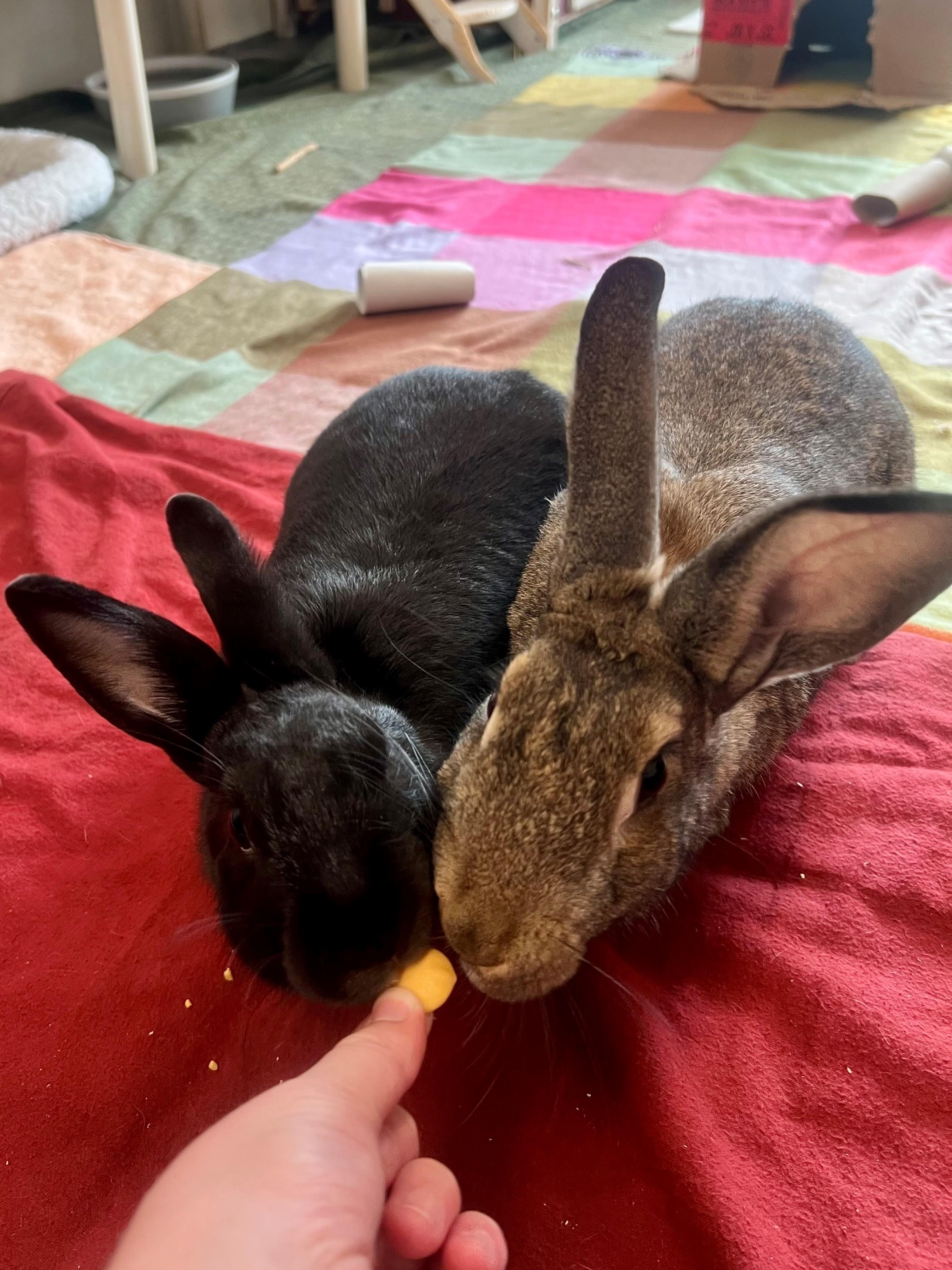 Kiwi, a Adoptable American in New Westminster, BC image 2/3