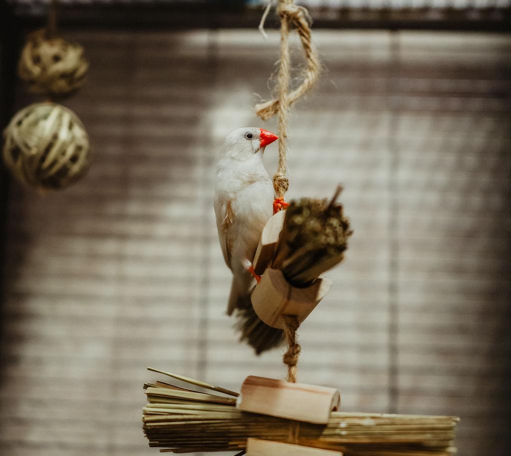 Zebra Finches, adopted, Adult Unknown Finch & Canary.