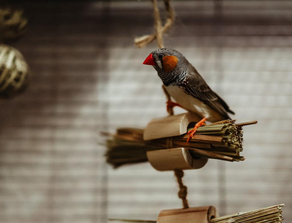 Enlarge Zebra Finches, an adopted mixed breed in Quilcene, WA image 2/3