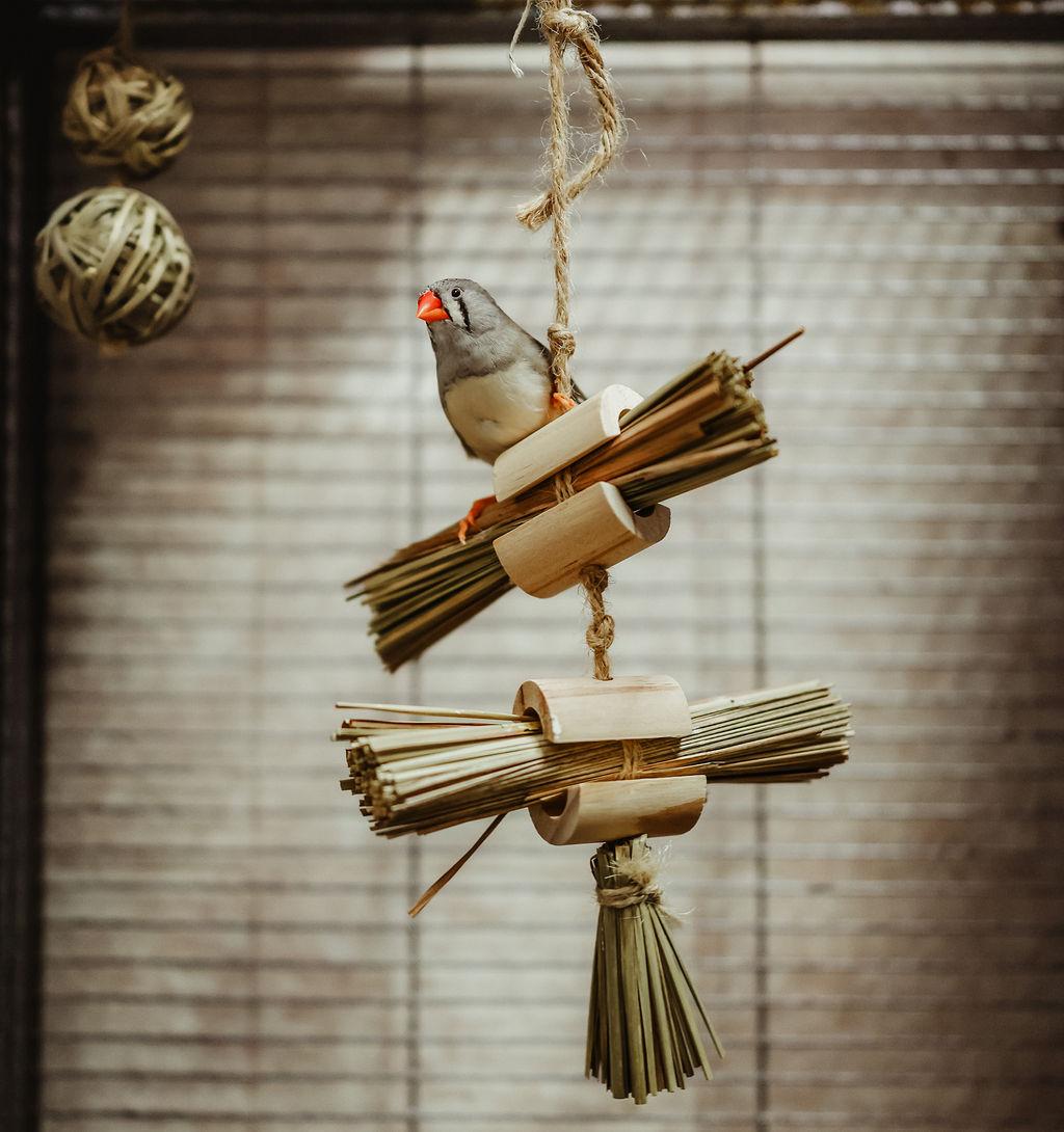 Enlarge Zebra Finches, an adopted mixed breed in Quilcene, WA image 3/3