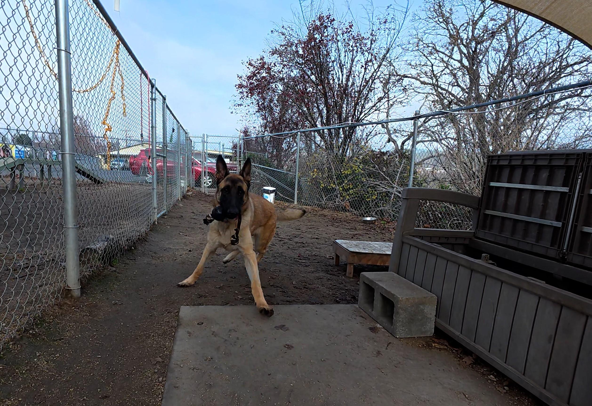 Enlarge Marmaduke, a ADOPTABLE mixed breed in Phoenix, OR image 2/2