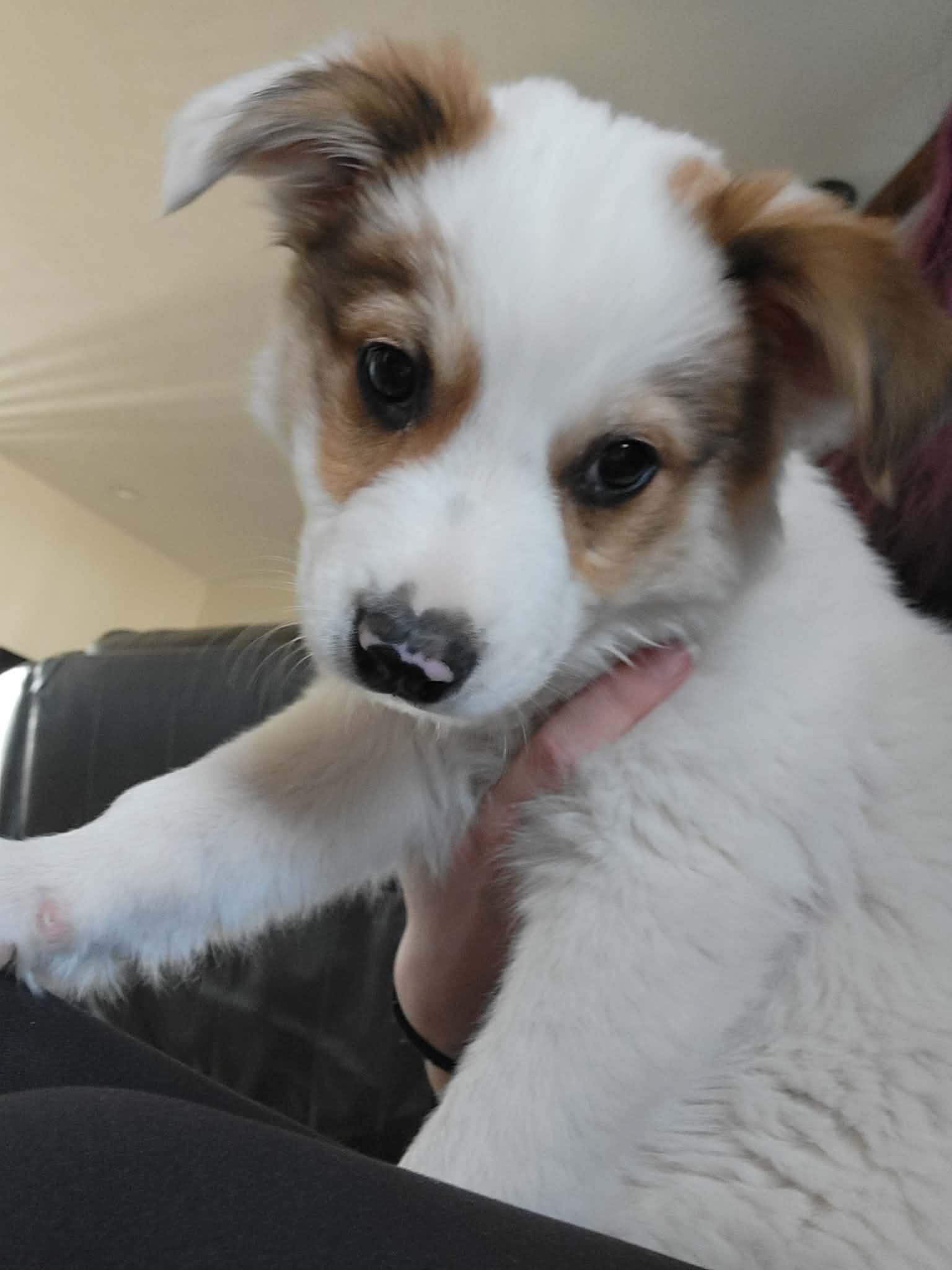 Bandit, a ADOPTABLE mixed breed in Plattsmouth, NE image 2/5