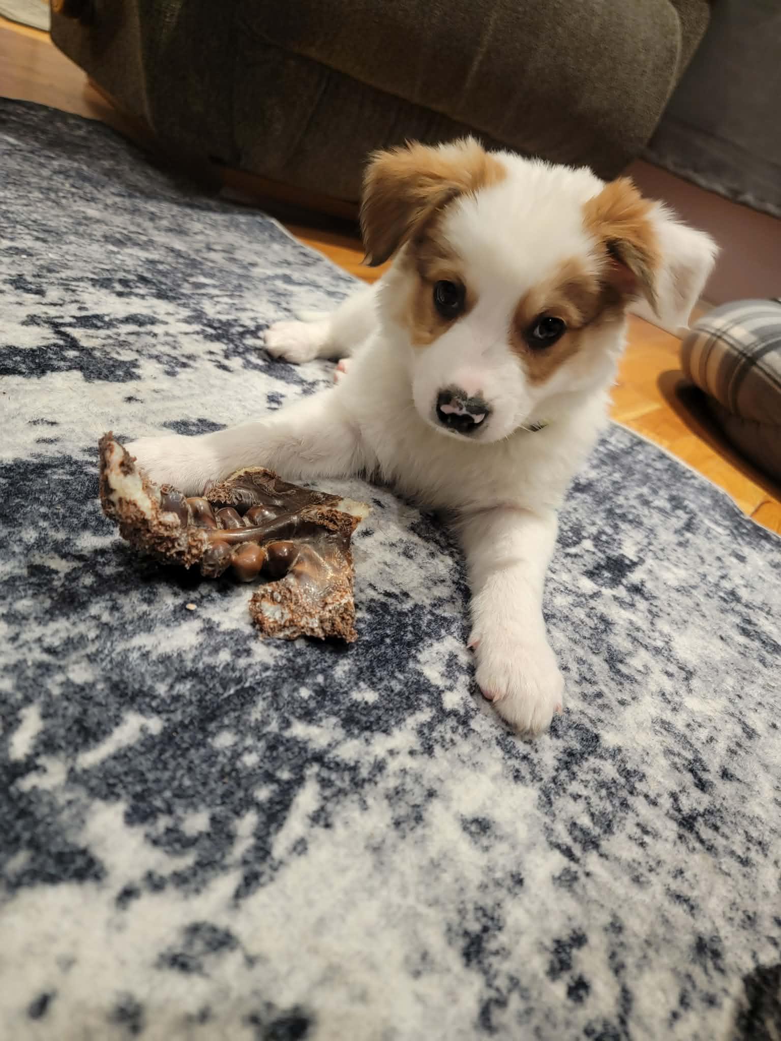 Bandit, a ADOPTABLE mixed breed in Plattsmouth, NE image 3/5