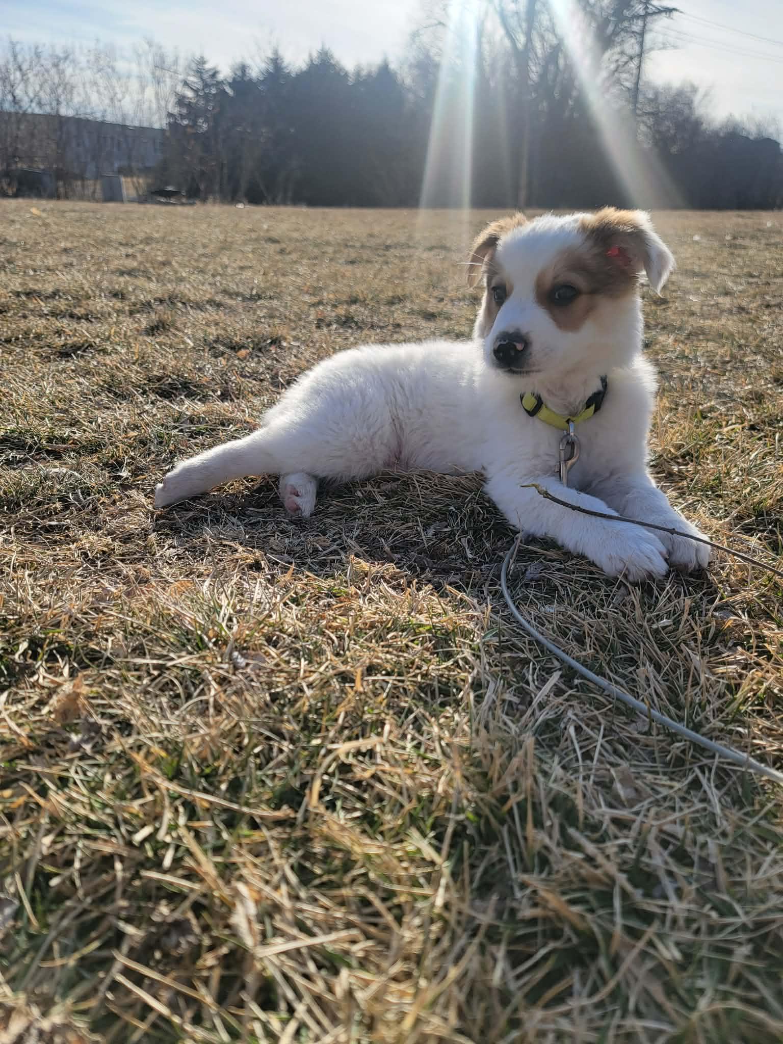 Bandit, a ADOPTABLE mixed breed in Plattsmouth, NE image 1/5