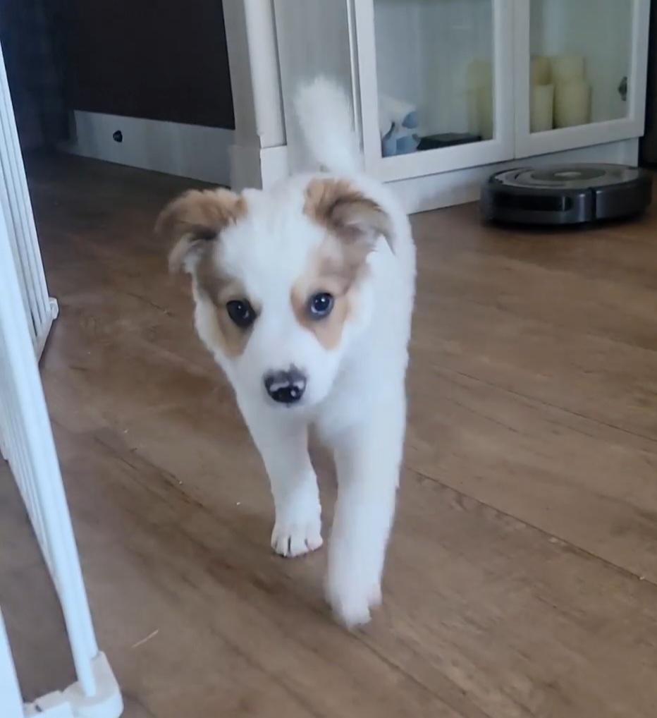 Bandit, a ADOPTABLE mixed breed in Plattsmouth, NE image 5/5