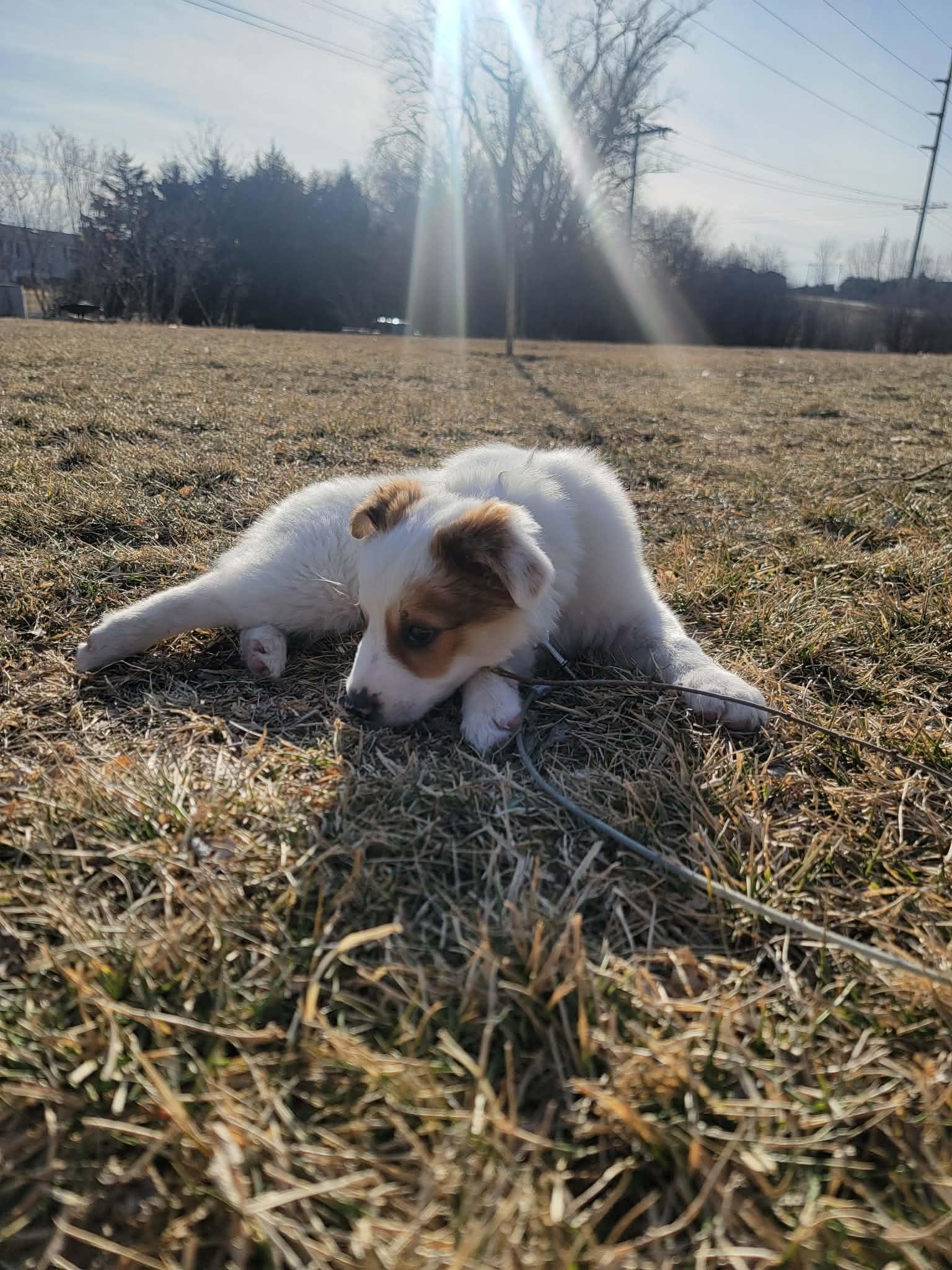 Bandit, a ADOPTABLE mixed breed in Plattsmouth, NE image 4/5