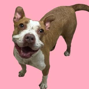 Enlarge Gilmore, a Adoptable mixed breed in Tuscaloosa, AL image 1/1