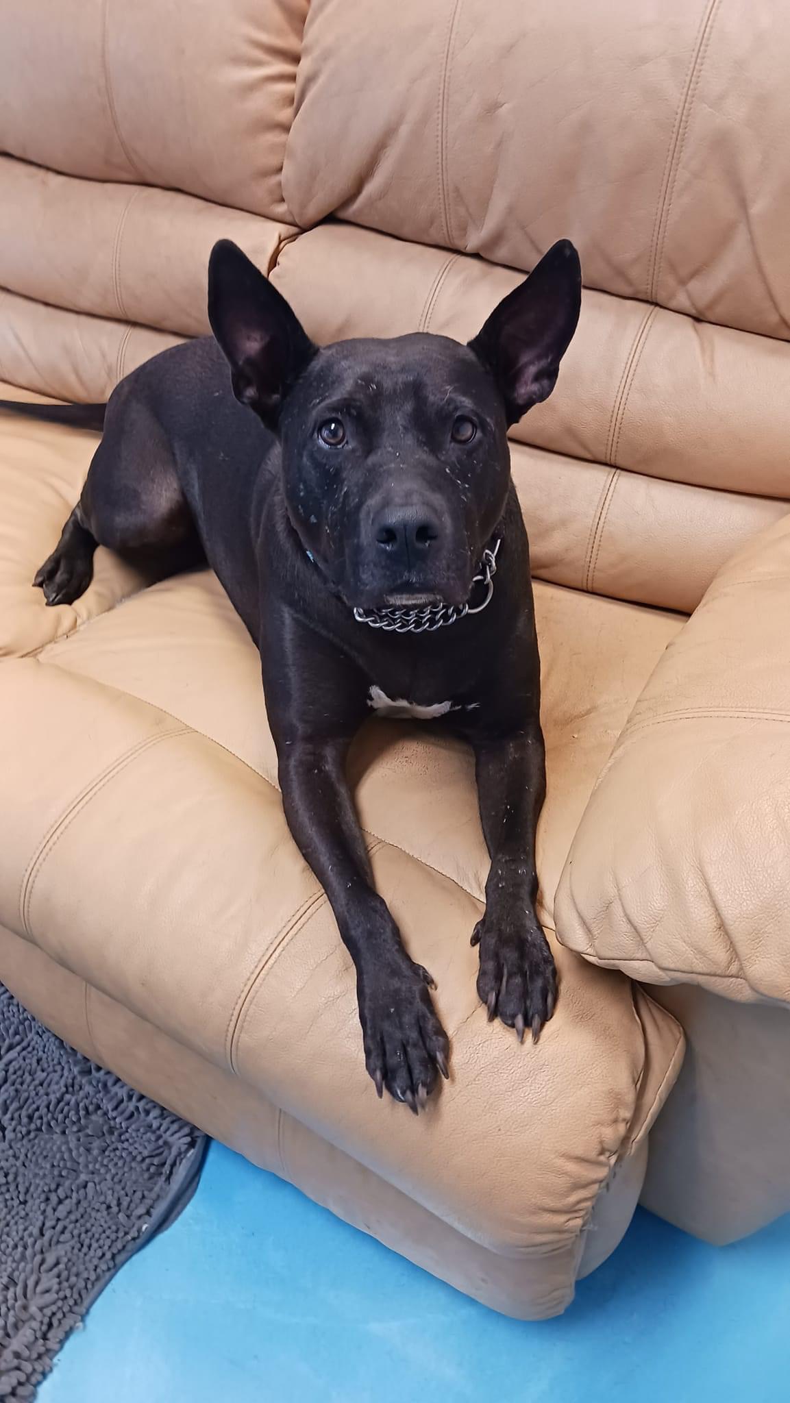 Blake, a Adoptable mixed breed in Oakland Park, FL image 1/11