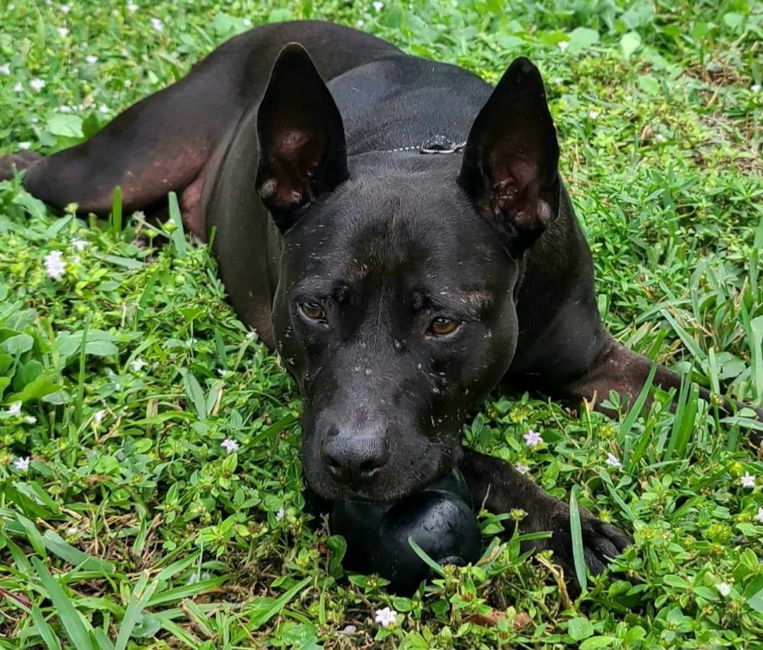 Blake, a Adoptable mixed breed in Oakland Park, FL image 2/11