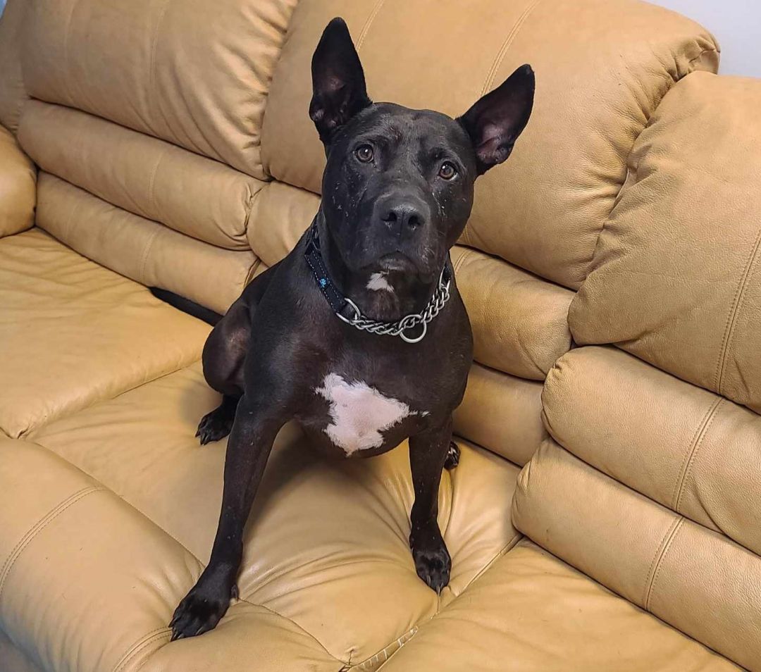 Blake, a Adoptable mixed breed in Oakland Park, FL image 3/11