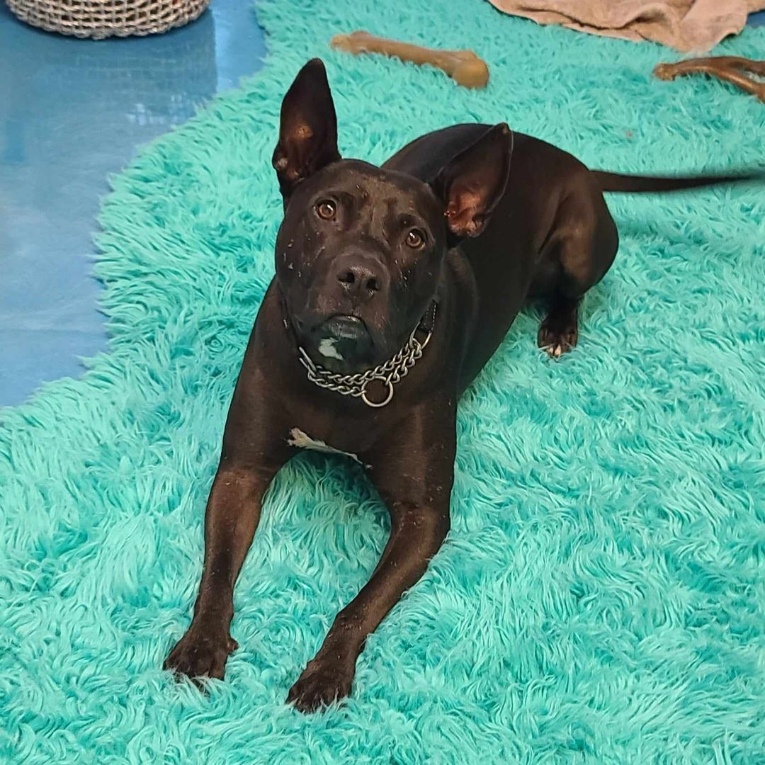 Blake, a Adoptable mixed breed in Oakland Park, FL image 4/11