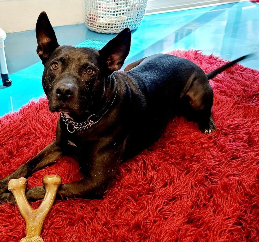 Blake, a Adoptable mixed breed in Oakland Park, FL image 5/11