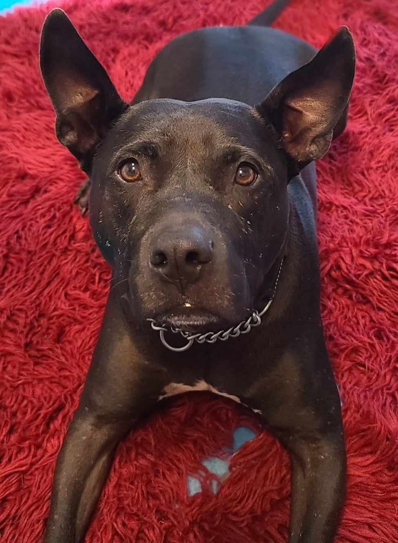 Blake, a Adoptable mixed breed in Oakland Park, FL image 6/11