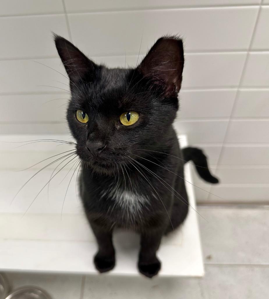 Shy Ronnie, Young Female Domestic Short Hair